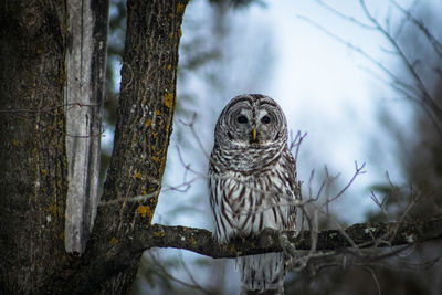 Barred owl