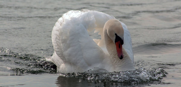 The beauty of a swan in a dance during a love period in a lake. orestiada lake