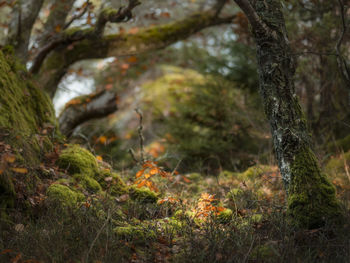 Moss growing on tree trunk in forest