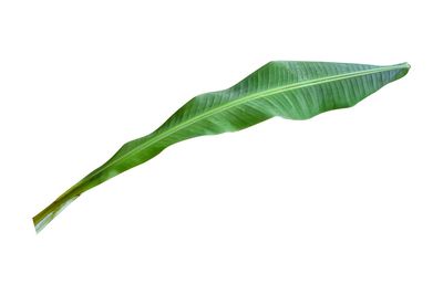 Close-up of fresh green leaves against white background