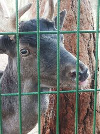 Close-up of a horse in zoo