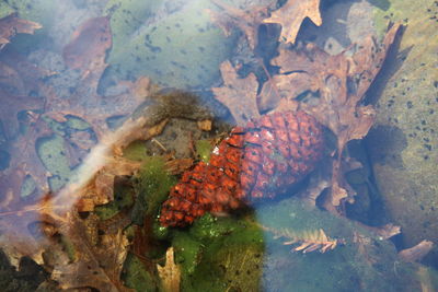 High angle view of leaves in water