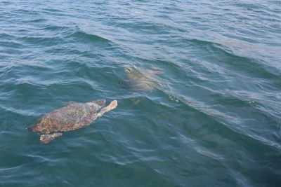 High angle view of turtle swimming in sea