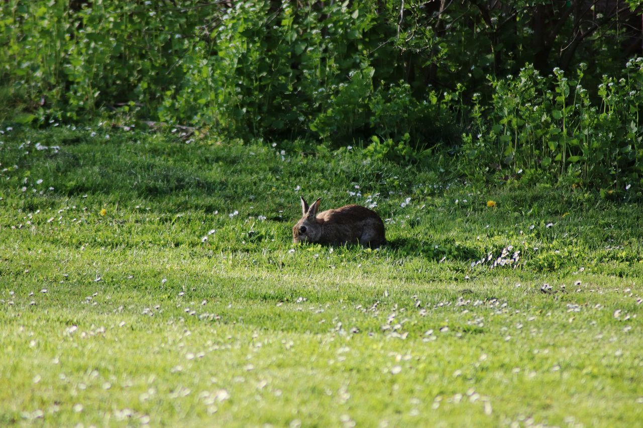 SHEEP IN THE FIELD