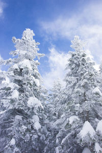 Low angle view of snow covered tree against sky