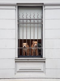 Two dogs in window