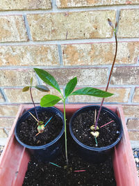 High angle view of potted plant against wall