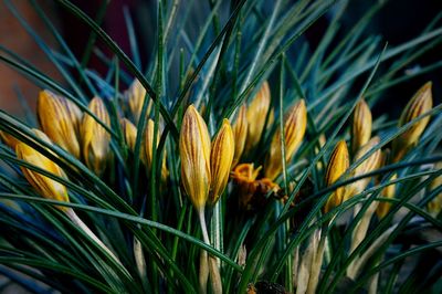 Close-up of crops growing on field