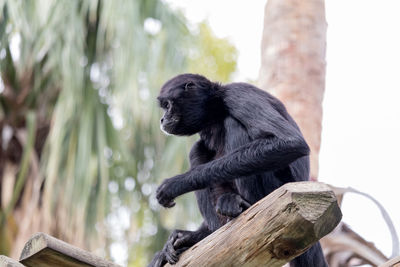 Low angle view of spider monkey sitting on tree at zoo