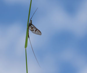 Close-up of butterfly on grass against sky