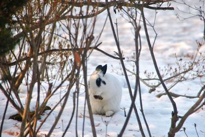 View of sheep on snow covered land