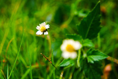 Close-up of white flowering plant on field