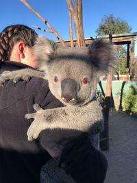 Close-up portrait of a koala 