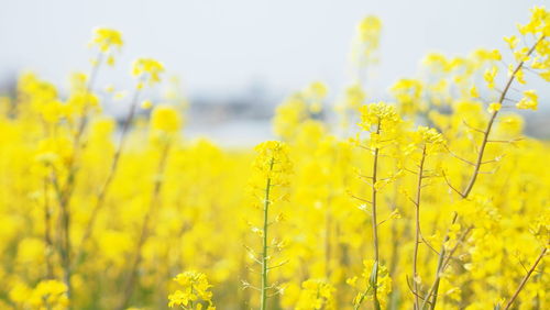 Yellow flowering plants on field