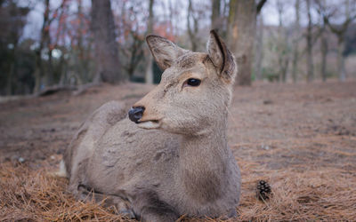 Deer in a field