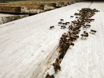 Close-up of bee on wood