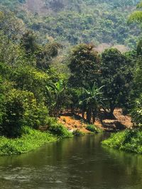 Scenic view of lake in forest