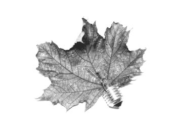 Close-up of leaf over white background