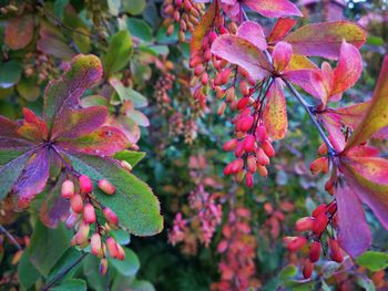 Close-up of red flowering plant