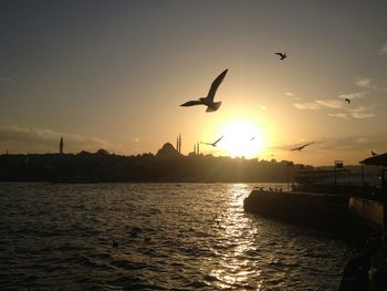 Bird flying over sea at sunset