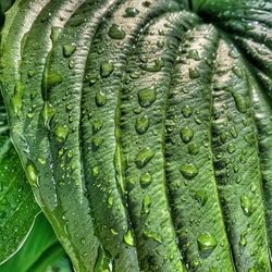 Full frame shot of wet leaf