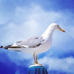 Low angle view of seagulls against blue sky