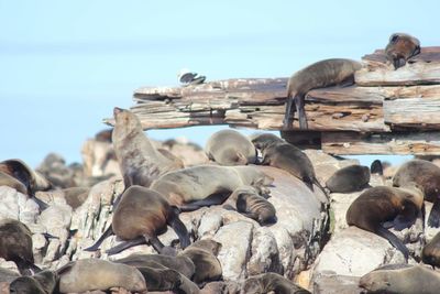 High angle view of seals on rocks