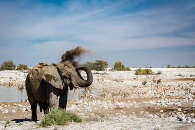 Elephant standing on field against sky