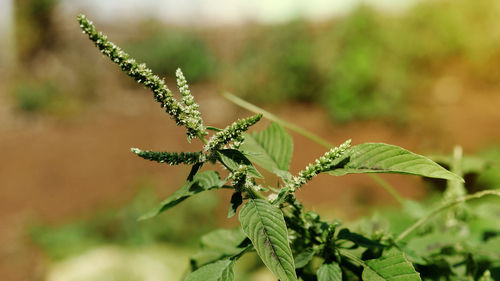 Close-up of insect on plant