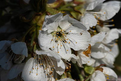 High angle view of white flowering plant