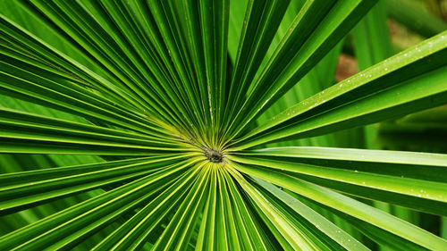 Full frame shot of palm leaf