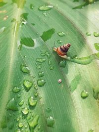 Close-up of insect on wet leaves