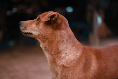 Close-up of a dog looking away