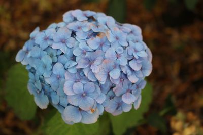 Close-up of blue hydrangea flowers in park