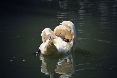 Swan swimming in lake