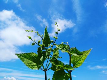 Low angle view of plant against blue sky