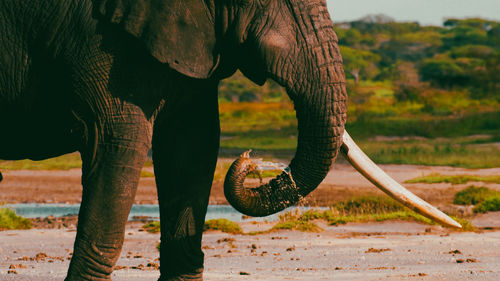 Wild african elephant trunk closeup drinking water