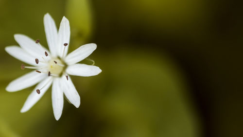 Close-up of flower against blurred background