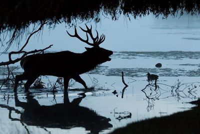 Silhouette horse standing by lake