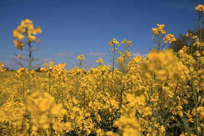 Yellow flowering plants on field against sky