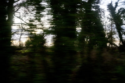 Reflection of trees in water