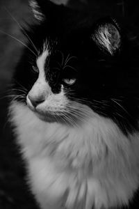 Close-up of cat looking away