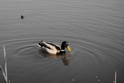 High angle view of duck swimming in lake