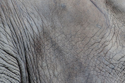 Asian elephant in closeup