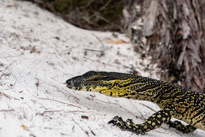 Close-up of a lace monitor aka tree goanna at lake mckenzie, fraser island, queensland, australia.