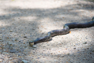 Close-up of lizard on land