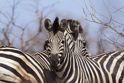 View of a zebra