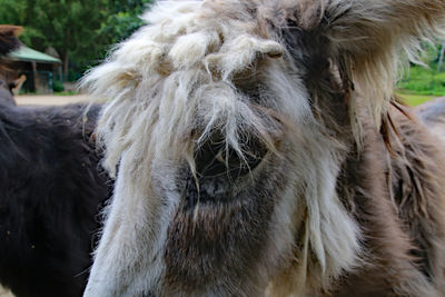 Close-up of a horse