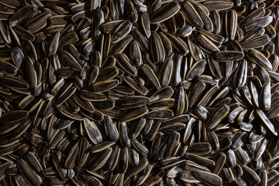sunflower seed