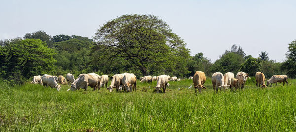 Herd of cows eating grass in farmland, agricultural area, panoramic scenery